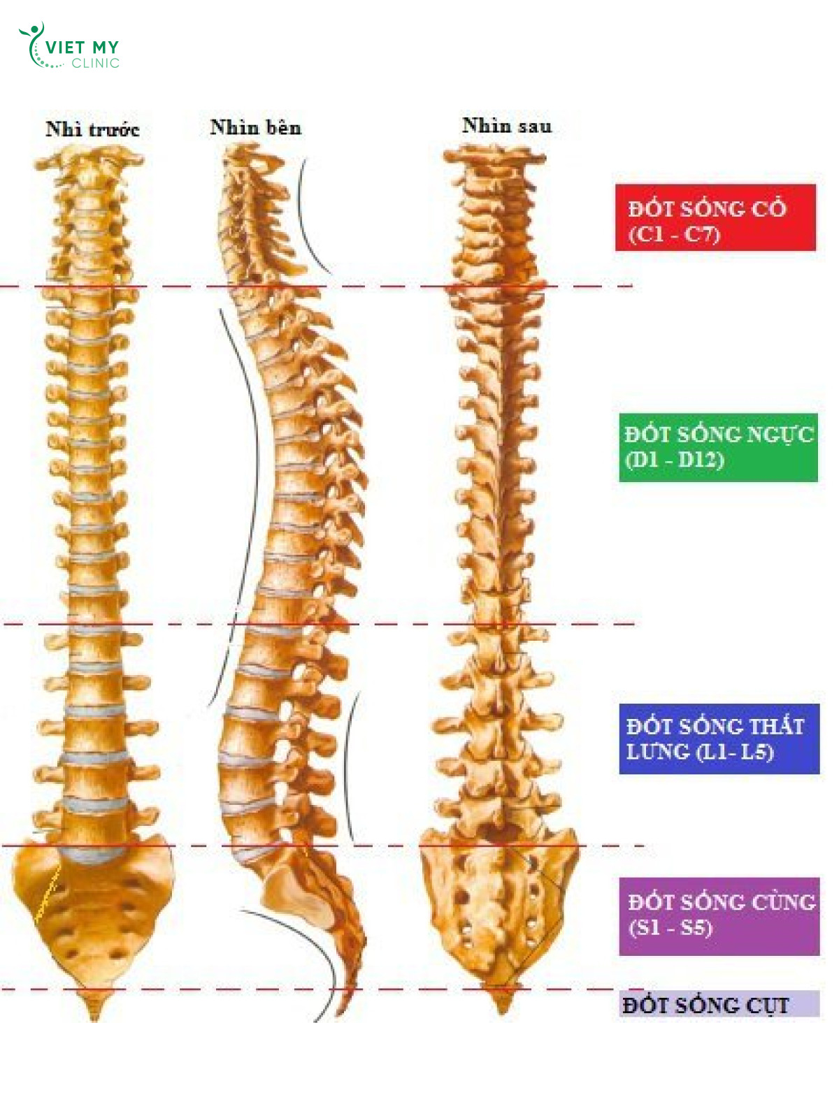 Phương pháp nào giúp giảm đường cong sinh lý cột sống thắt lưng?
